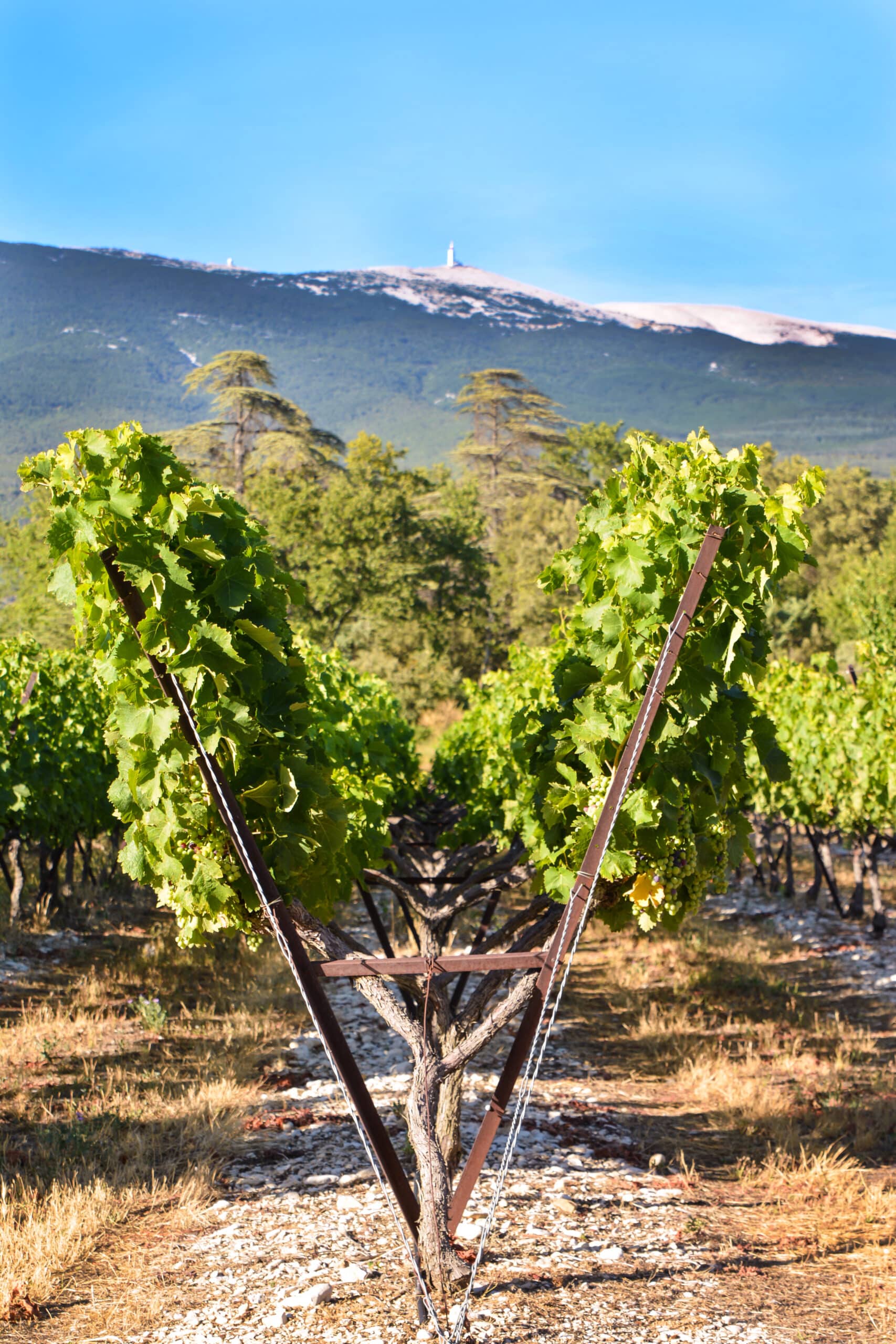 Viinimatka Provence